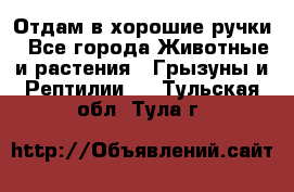 Отдам в хорошие ручки - Все города Животные и растения » Грызуны и Рептилии   . Тульская обл.,Тула г.